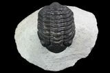Bargain, Morocops Trilobite - Visible Eye Facets #120084-1